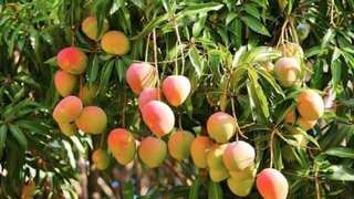 Love for mangoes crosses borders: Nepalis flock to Maharashtra to work on mango farms