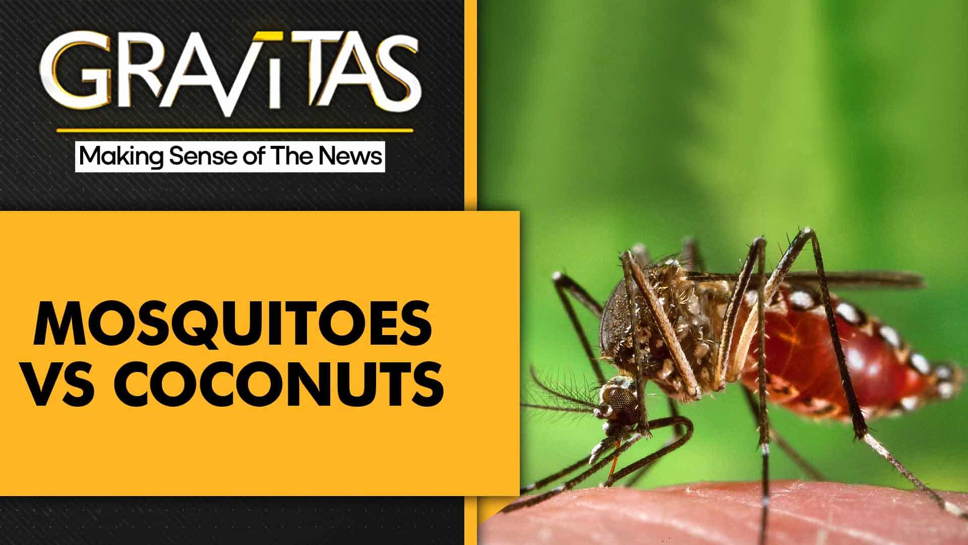 Gravitas Coconutscented soaps can repel mosquitoes Gravitas News