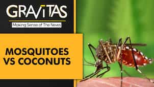 Gravitas: Coconut-scented soaps can repel mosquitoes
