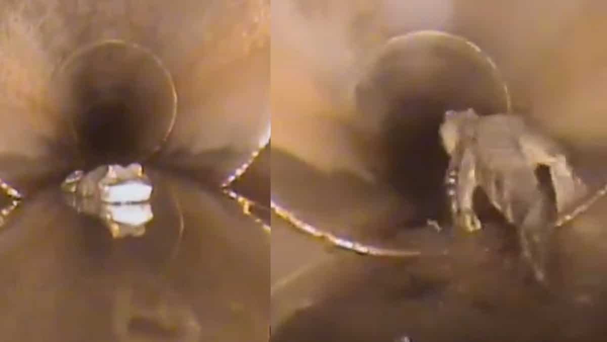 WATCH | Robot chases alligator! Officials find 5-ft creature while looking into anomalies under roadway WATCH | Robot chases alligator! Officials find 5-ft creature while looking into anomalies under roadway