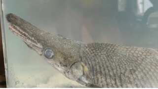 India: Rare Alligator Gar Fish found in Dal Lake of Kashmir