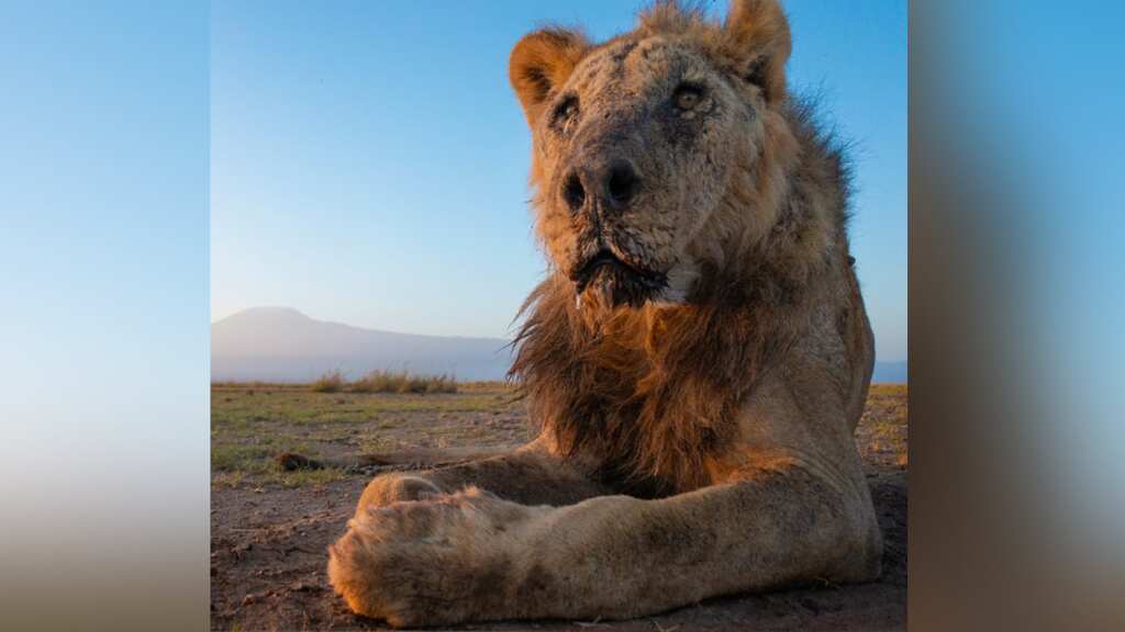 Wild lion Loonkiito, believed to be world‘s oldest, impaled to death in Kenya