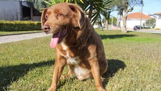 World's oldest dog Bobi celebrates his 31st birthday
