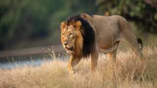 Six more lions impaled to death by herders in Kenya