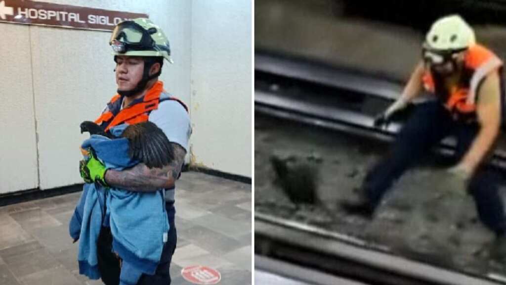 WATCH | Chicken on the loose halts Mexico City subway line