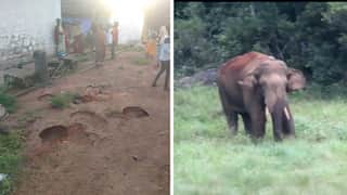 India: From 'Arikomban' in Kerala to 'Arisi komban' in Tamil Nadu- A wild tusker's journey