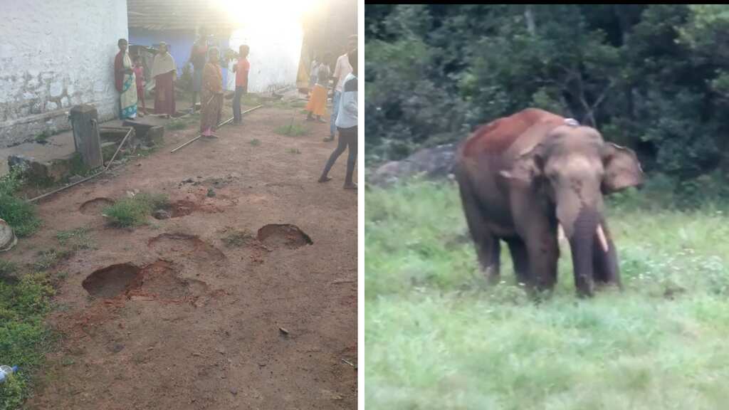 India: From 'Arikomban' in Kerala to 'Arisi komban' in Tamil Nadu- A wild tusker's journey