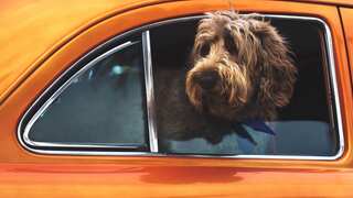 Dog drives car | Drunk driver swaps seats with pet to escape cops