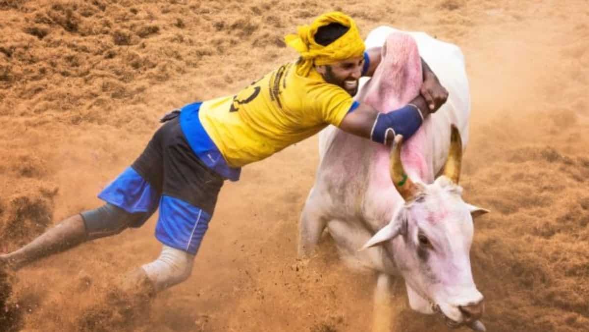Indian Supreme Court upholds Tamil Nadu law allowing bull-taming sport 'Jallikattu' Indian Supreme Court upholds Tamil Nadu law allowing bull-taming sport 'Jallikattu'