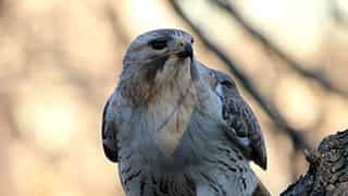 Pale Male, Manhattan’s beloved red-tailed hawk who nested at NYC’s Fifth Avenue, dies at 33