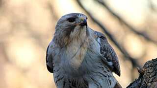 Pale Male, Manhattan’s beloved red-tailed hawk who nested at NYC’s Fifth Avenue, dies at 33