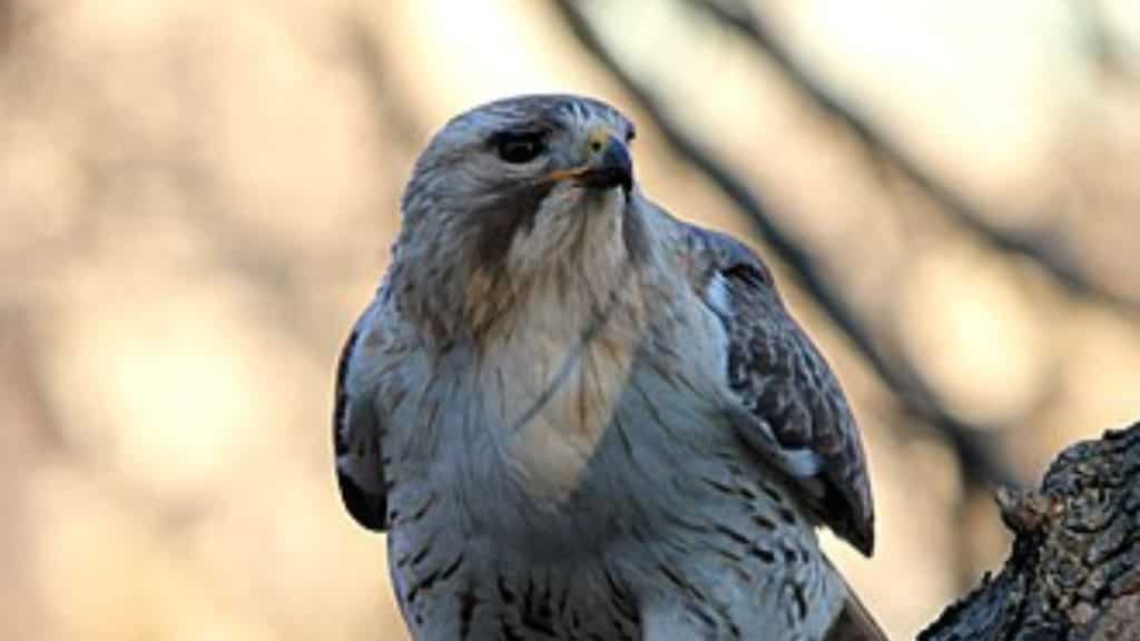 Pale Male, Manhattan’s beloved red-tailed hawk who nested at NYC’s Fifth Avenue, dies at 33