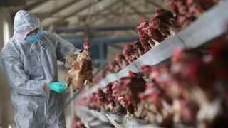 Mexican man dies in first known human fatality of H5N2 bird flu