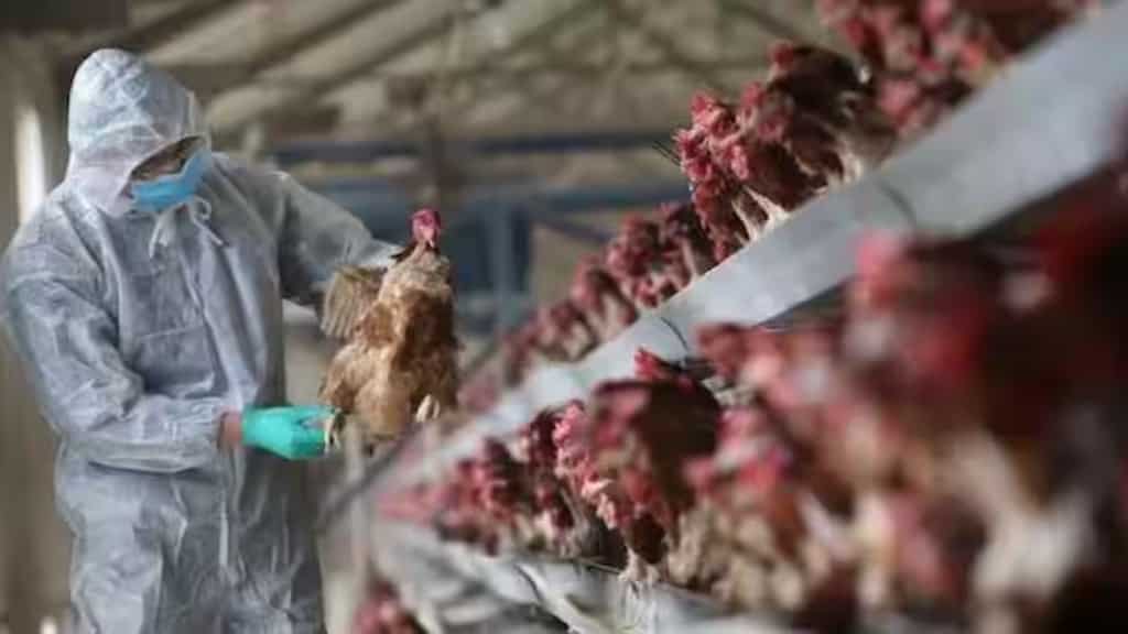Mexican man dies in first known human fatality of H5N2 bird flu