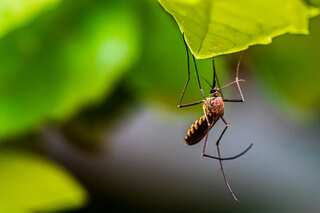 Heating obsolete insecticide can restore its mosquito-killing power: Study
