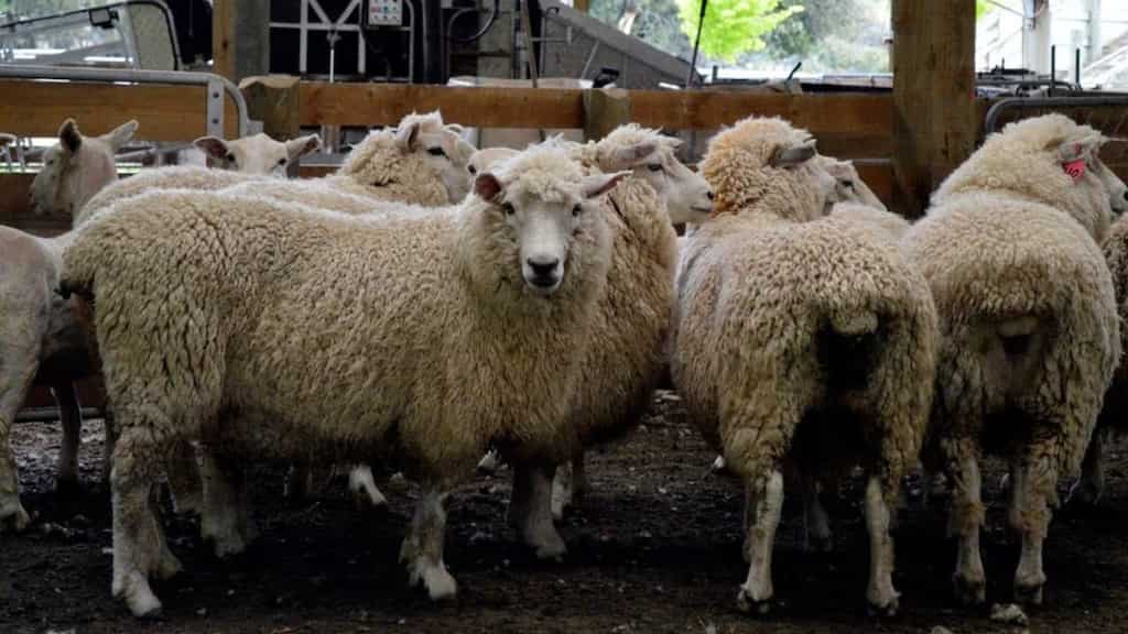 Did you know there are more sheep than people in New Zealand?