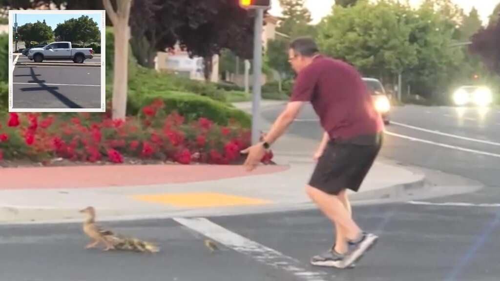 Tragic! California man killed by car while helping ducks cross road