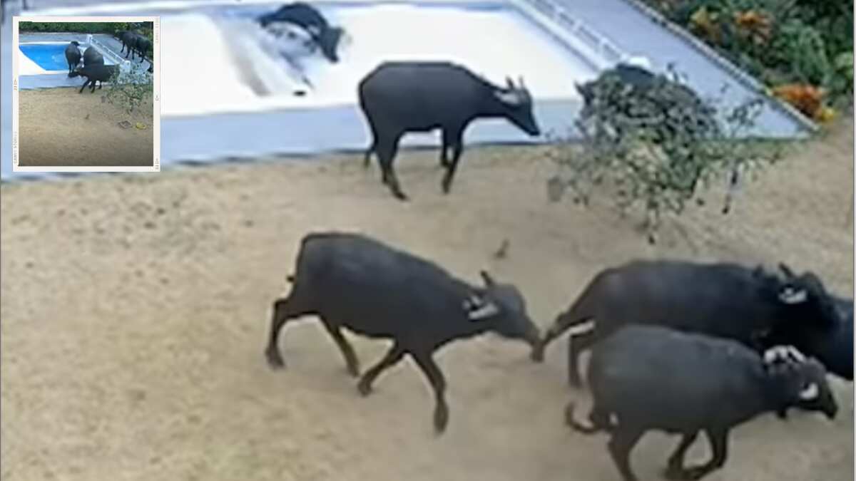 UK couple receives insurance money after water buffaloes fell into their swimming pool