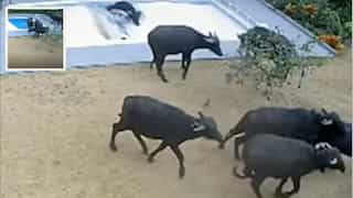 UK couple receives insurance money after water buffaloes fell into their swimming pool