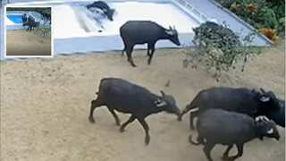 UK couple receives insurance money after water buffaloes fell into their swimming pool