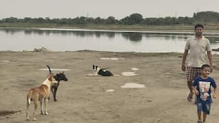 India and its stray dogs: A never ending tussle between dog-lovers and dog-haters