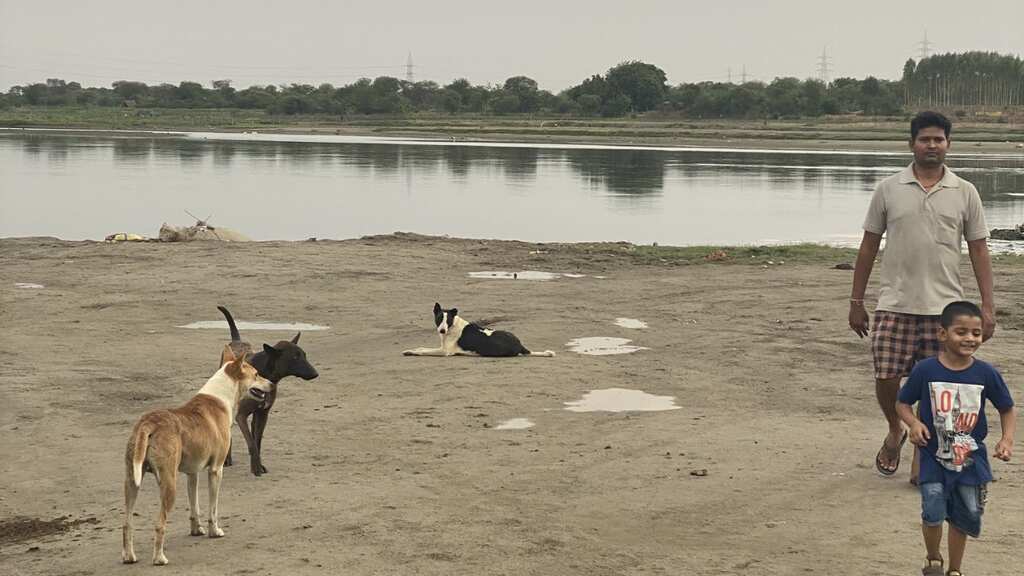 India and its stray dogs: A never ending tussle between dog-lovers and dog-haters