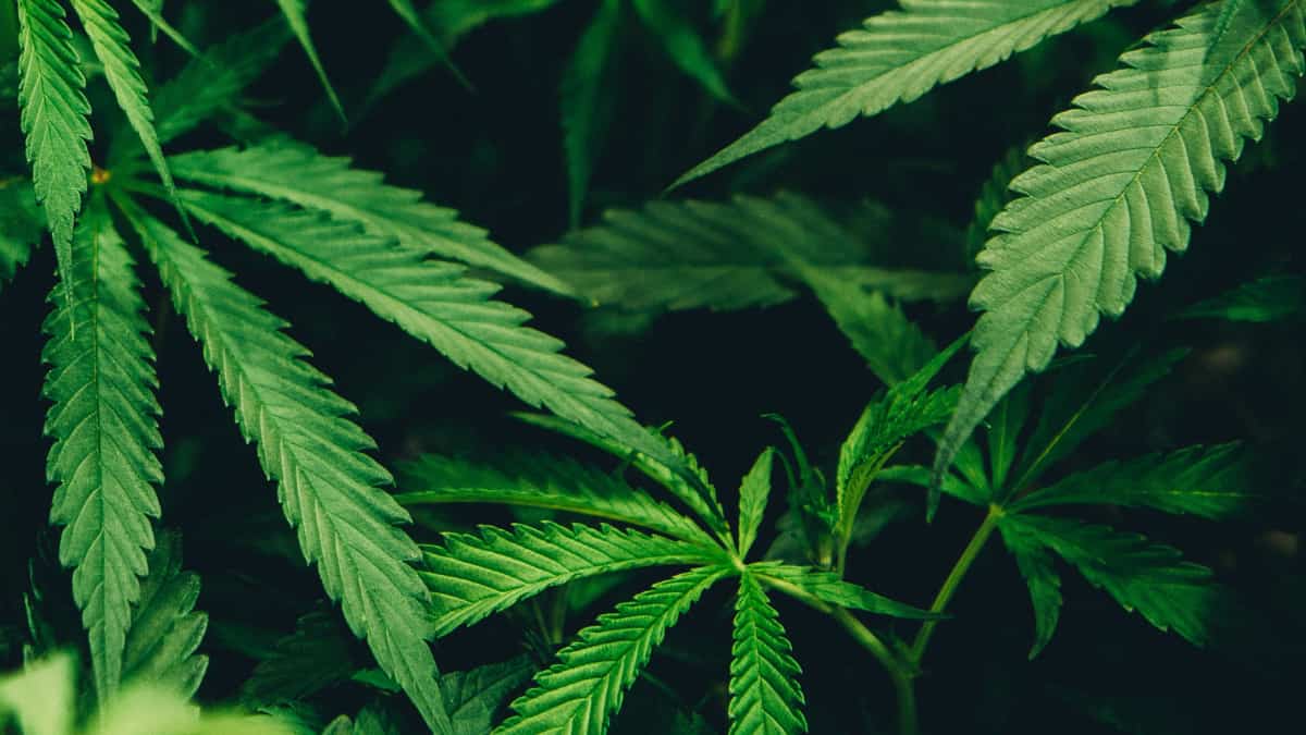 India: Odisha govt prohibits use of cannabis at Lord Shiva shrines