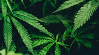 Singapore man jailed for framing wife with cannabis in her car to speed up divorce