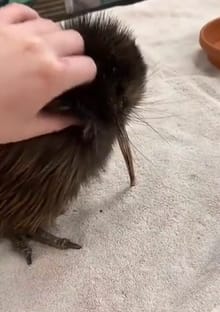 New Zealand enraged over mistreatment of a kiwi bird in a Miami zoo