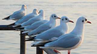 Gulls decide their food choices by imitating humans: Study