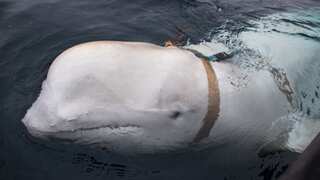 Russian 'spy' whale surfaces in Sweden after spending three years on Norwegian coastline