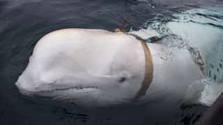 Russian 'spy' whale surfaces in Sweden after spending three years on Norwegian coastline