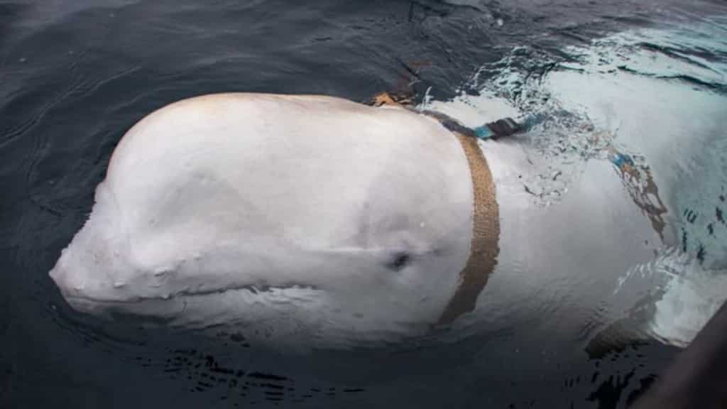 'Spy' beluga whale had multiple bullet wounds, animal organisations say