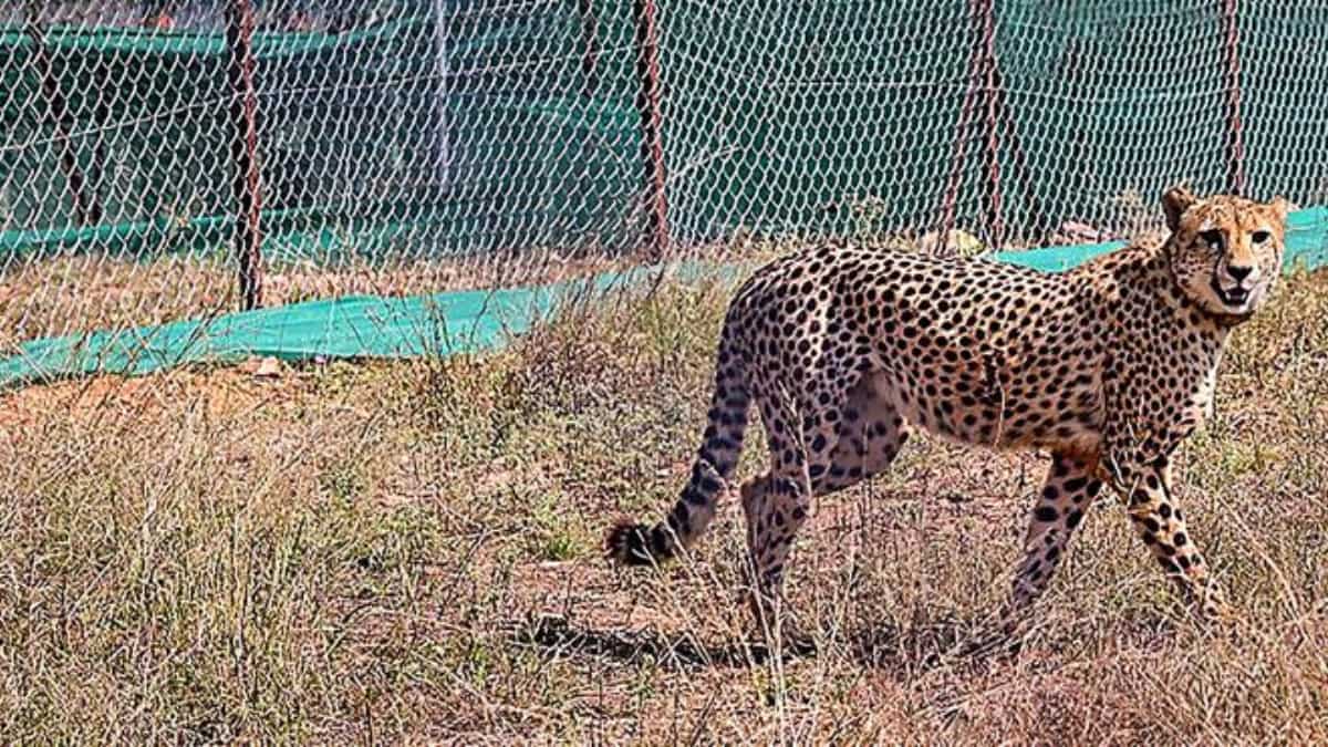 Another cheetah found dead in India's Kuno National Park as furious