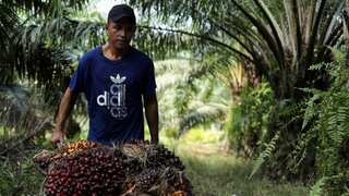 Malaysia's palm oil production could fall by 1-3 mn tonnes in 2024 due to El Niño