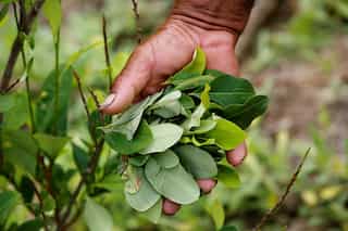 Cocaine price crash a blow for Colombian coca growers