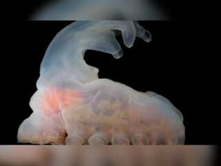 In Pics | 'Gummy squirrel’ and thousands of mysterious deep-sea species discovered