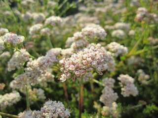 California researchers successfully rid soil of industrial waste using plants and fungi
