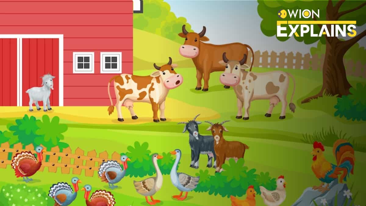 Explained | ‘Smile Rancher’ makes people cry. All you need to know about the latest online scam