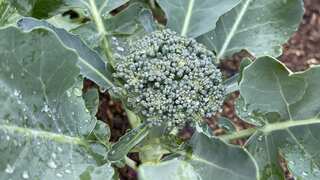 'Super soup': Broccoli-based recipe shows promise in preventing type 2 diabetes