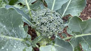 'Super soup': Broccoli-based recipe shows promise in preventing type 2 diabetes