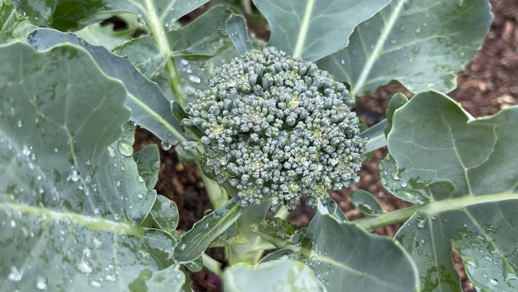 'Super soup': Broccoli-based recipe shows promise in preventing type 2 diabetes