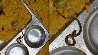 Many students fall sick after snake found in Bihar school's mid-day meal