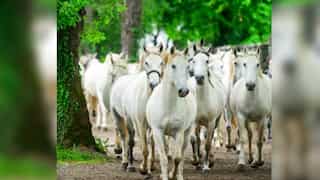 UNESCO recognition for majestic Lipizzan horses celebrated by Slovenia