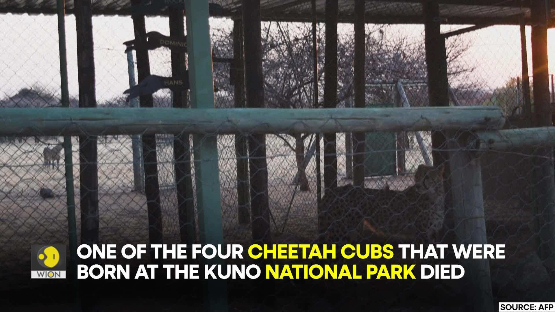 Why are cheetah cubs born at Kuno National Park, Madhya Pradesh dying