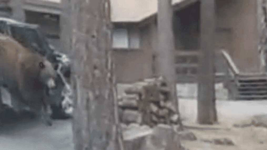 'Bear-aware': Police rescue curious bear trapped inside car. Watch video