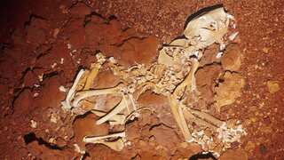 Australian scientists identify first long-distance walkers using 3D scanning
