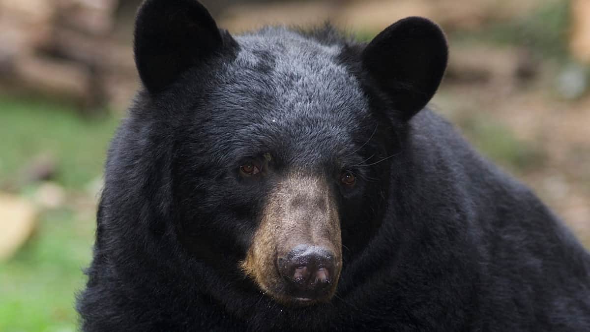 WATCH | Bear breaks into US bakery, gobbles up dozens of cupcakes WATCH | Bear breaks into US bakery, gobbles up dozens of cupcakes