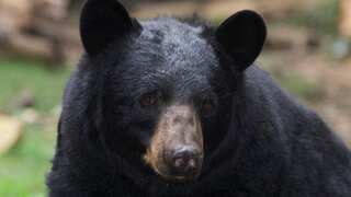 WATCH | Bear breaks into US bakery, gobbles up dozens of cupcakes