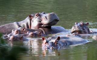 Pablo Escobar's 'cocaine hippos' attacking people in Colombia